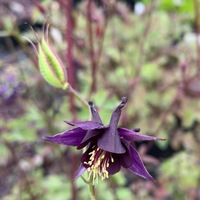 Aquilegia atrata 